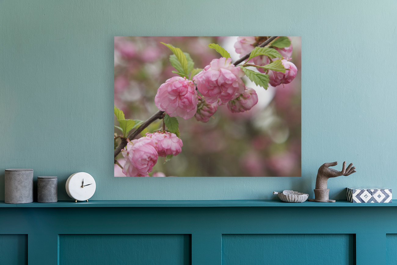 Pink Beauties Reproduction