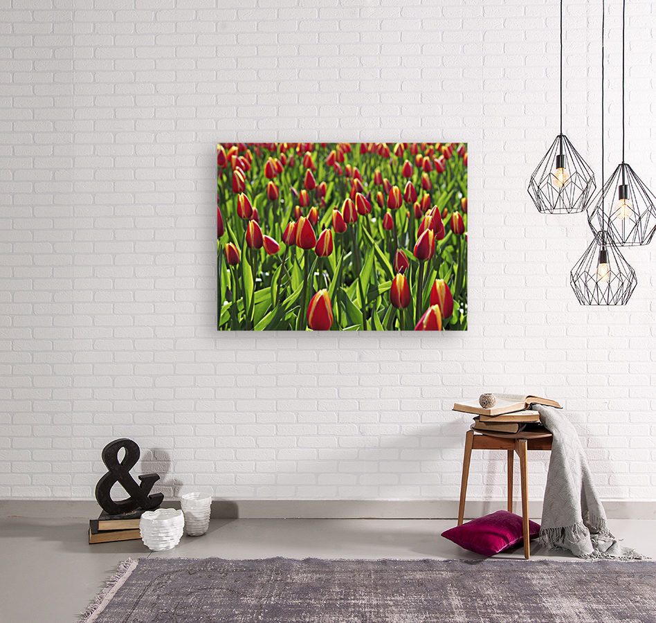 Tulip Background Reproduction