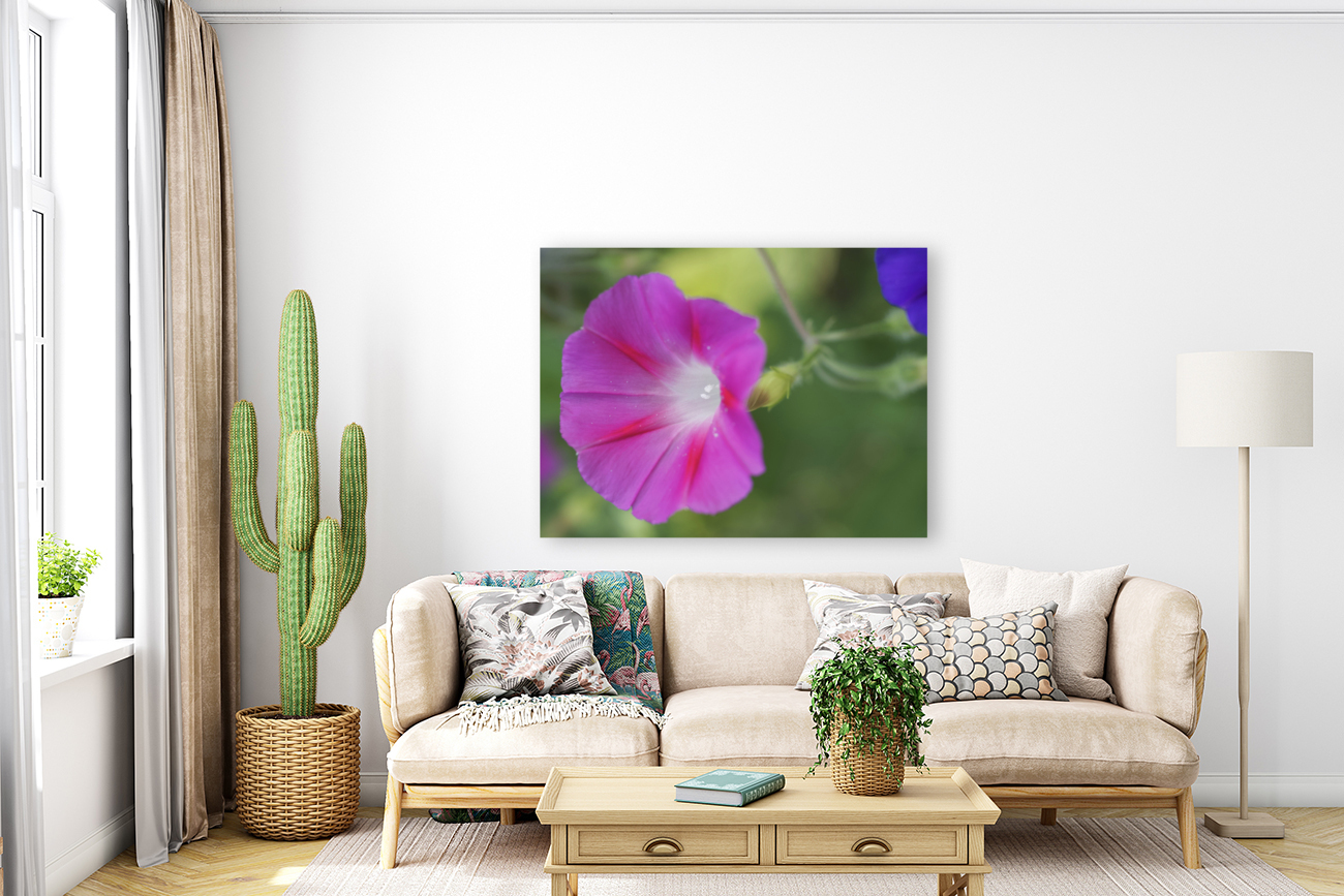 Pink Morning Glory Reproduction