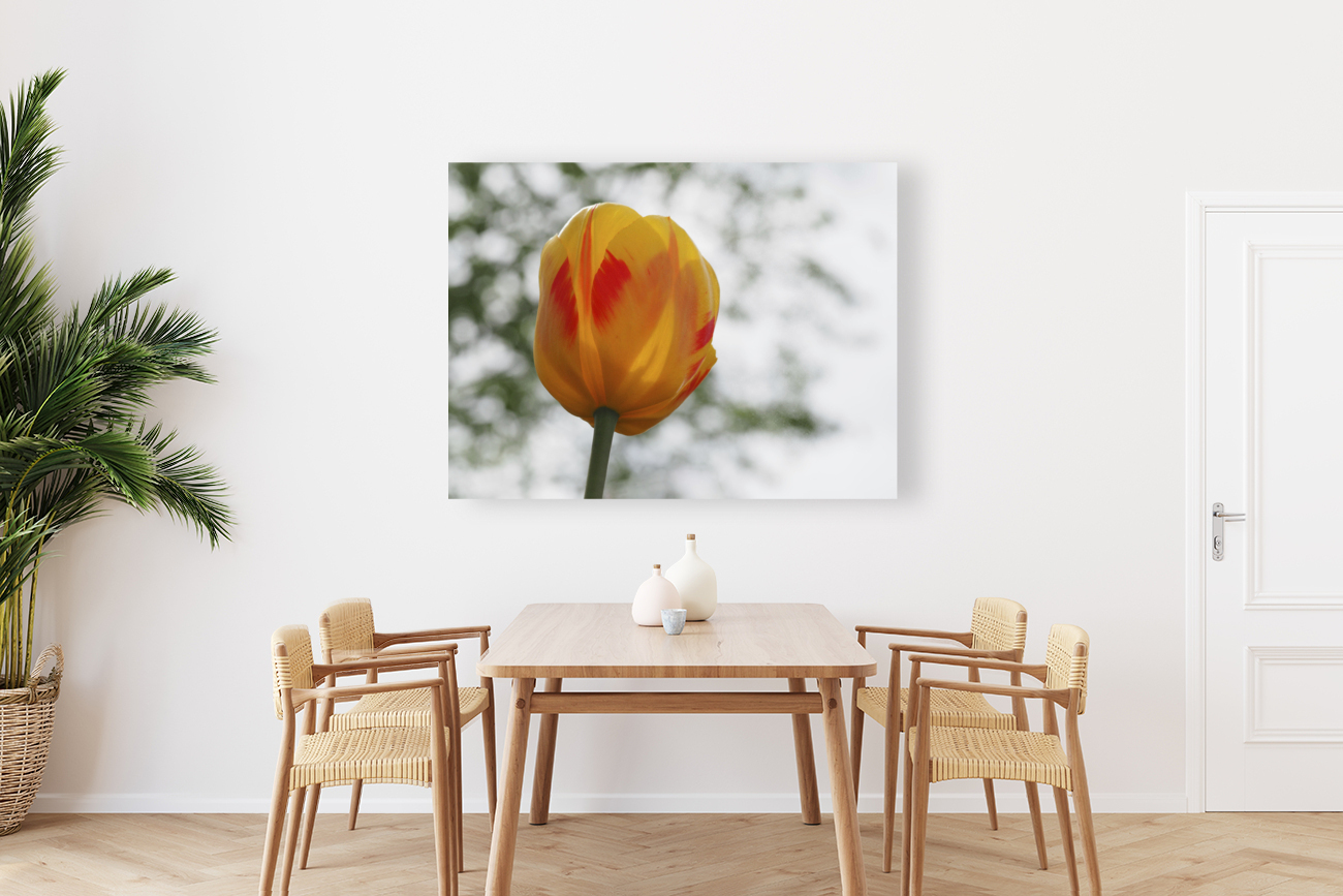 Red and Yellow Tulip Reproduction