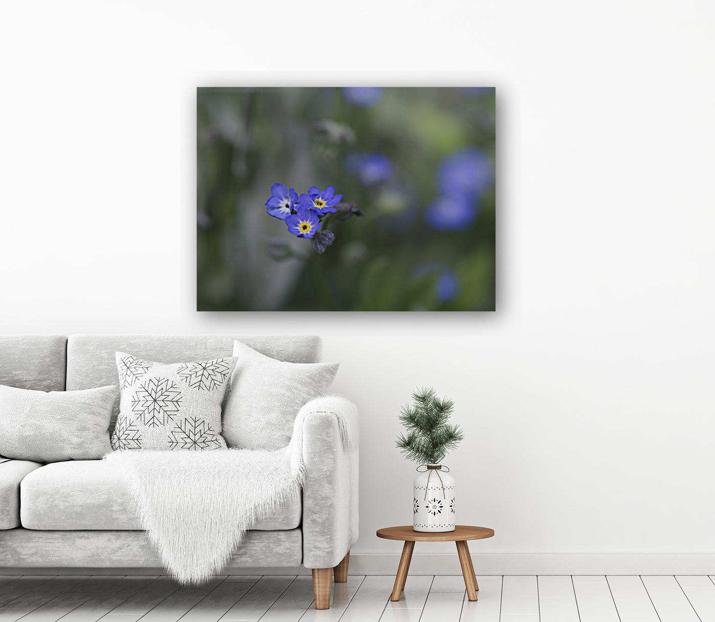 Myosotis Sylvatica Reproduction