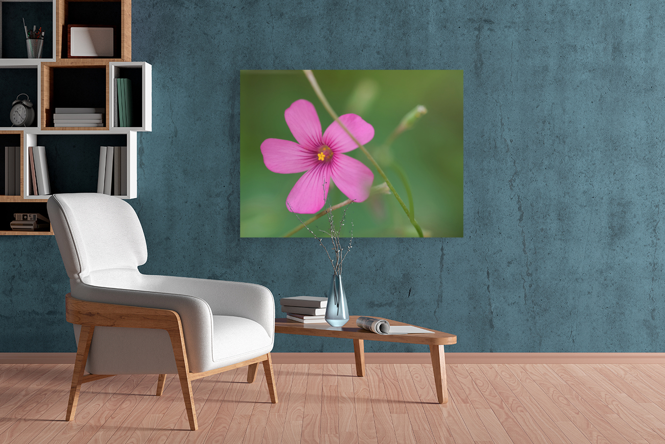 Pink Splash Reproduction