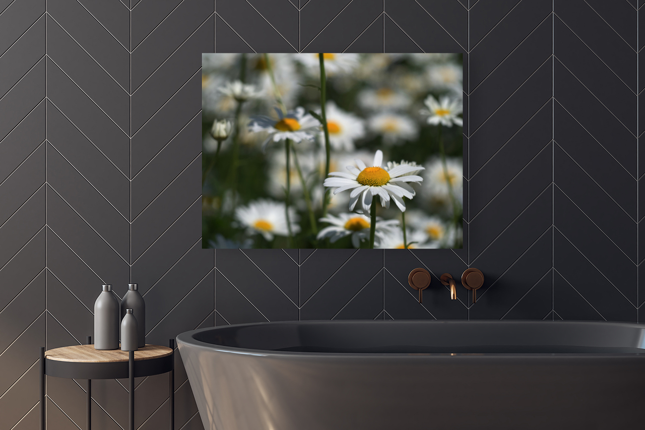 White Daisies Reproduction