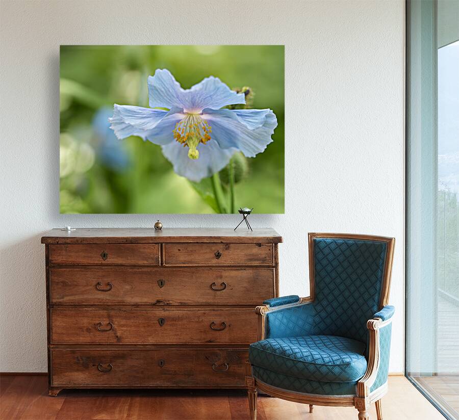 Himalayan Blue Poppy Reproduction
