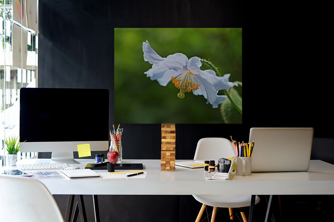 Himalayan Poppy Reproduction