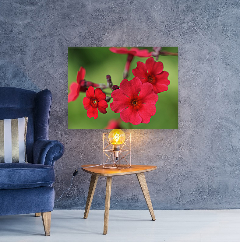 Japanese Primrose Reproduction