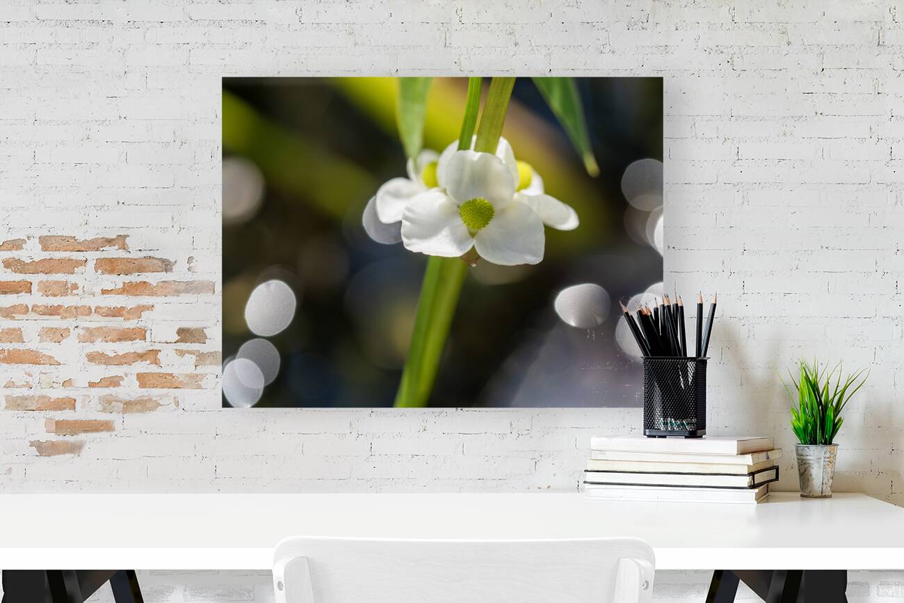 Threeleaf Arrowhead Reproduction