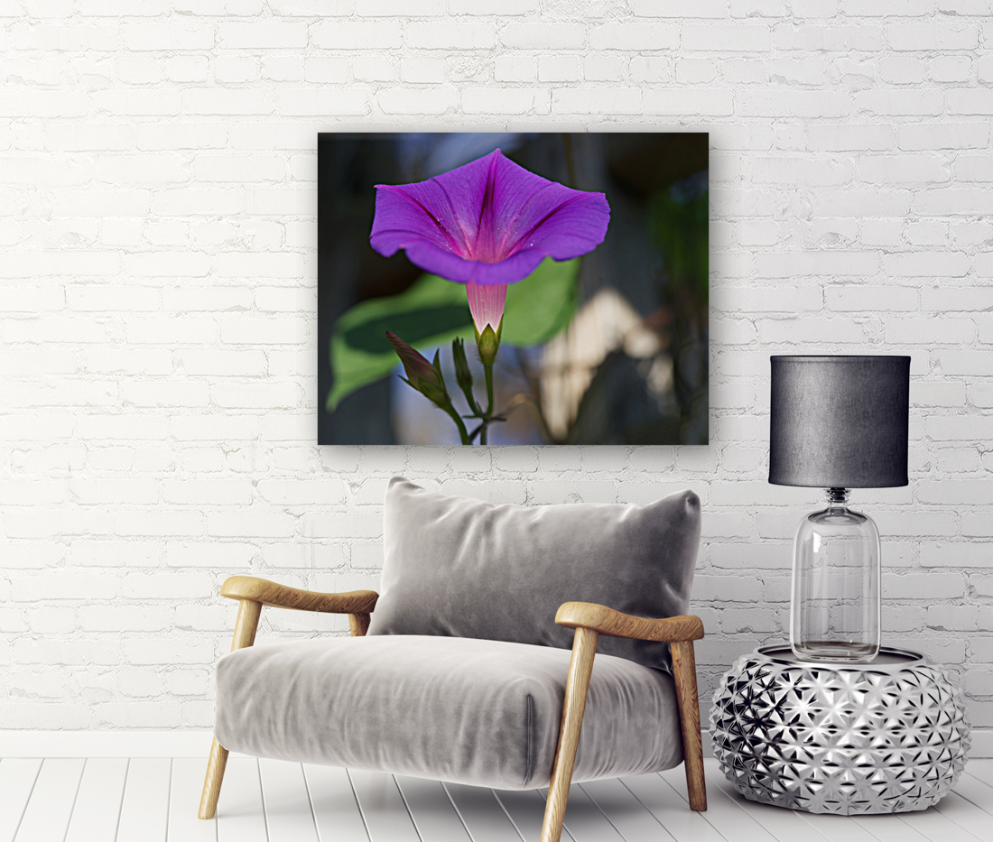 Shine Bright Reproduction