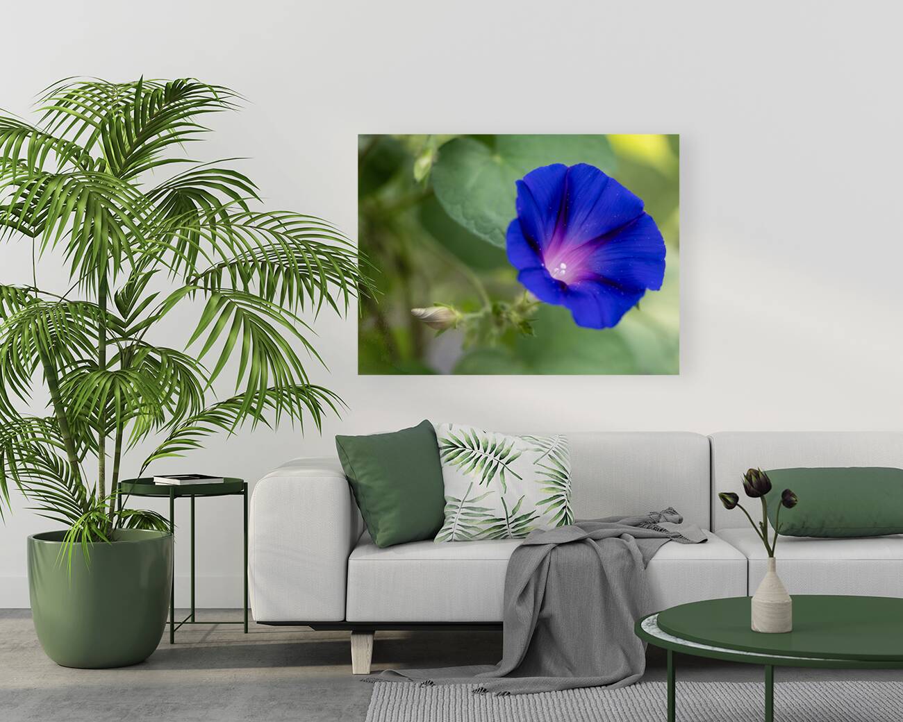 Purple Morning Glory with bud Reproduction