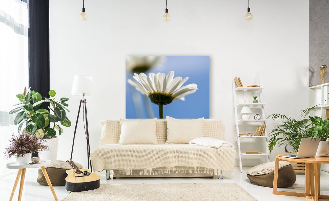 Oxeye Daisies Reproduction