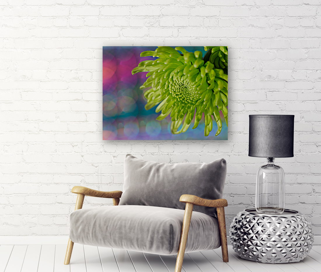 Green Chrysanthemum Reproduction