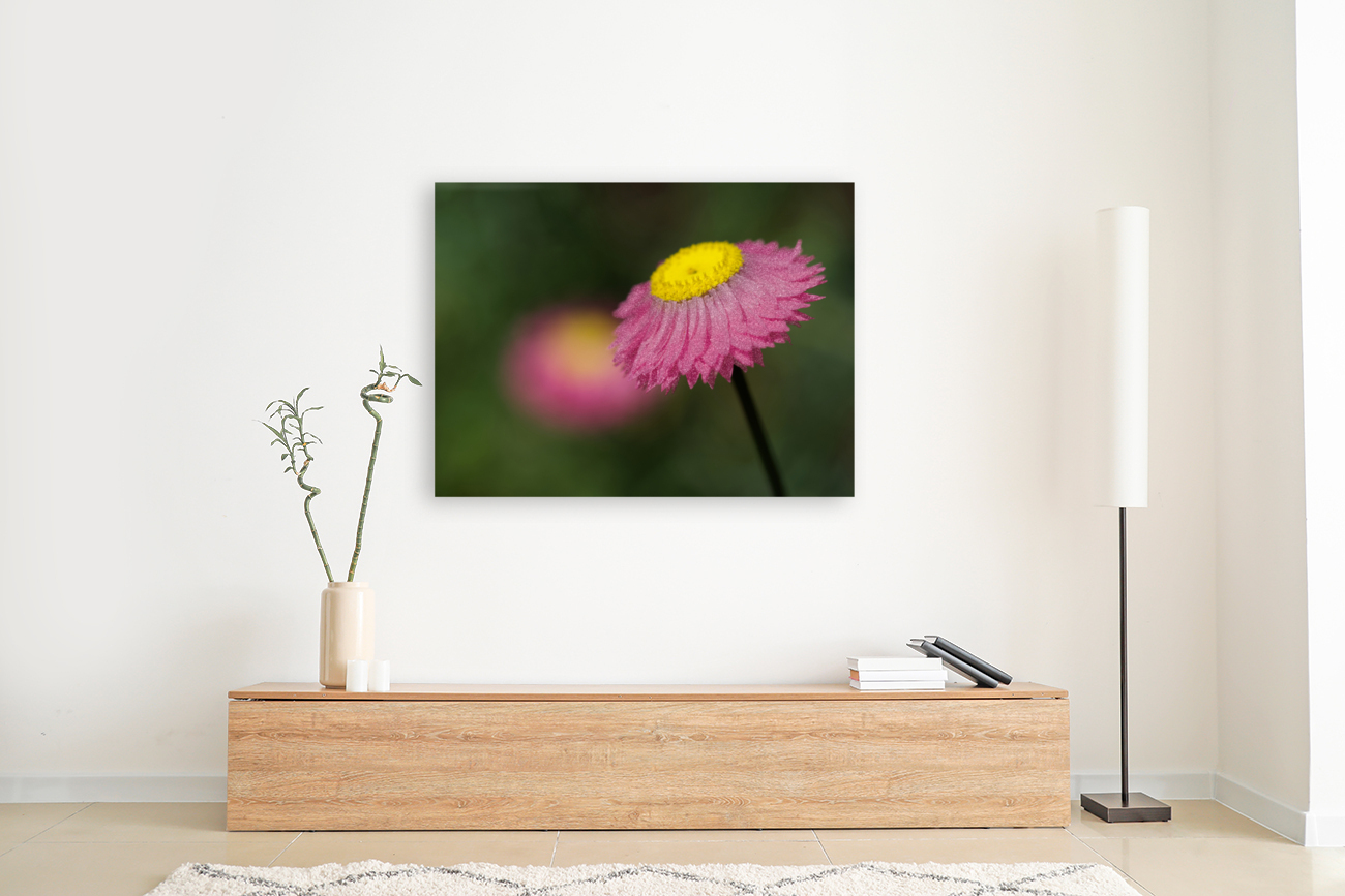 Strawflower Reproduction