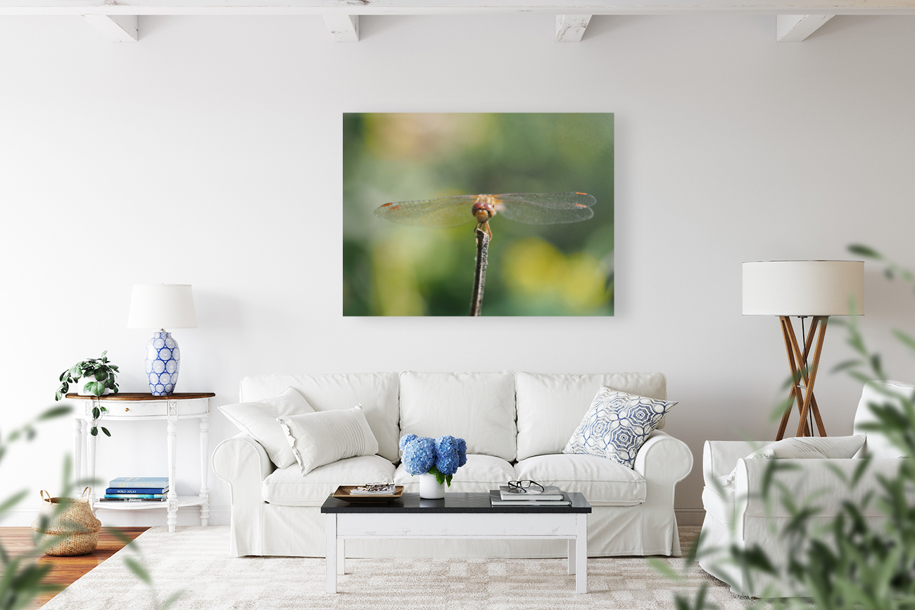 Dragonfly Reproduction