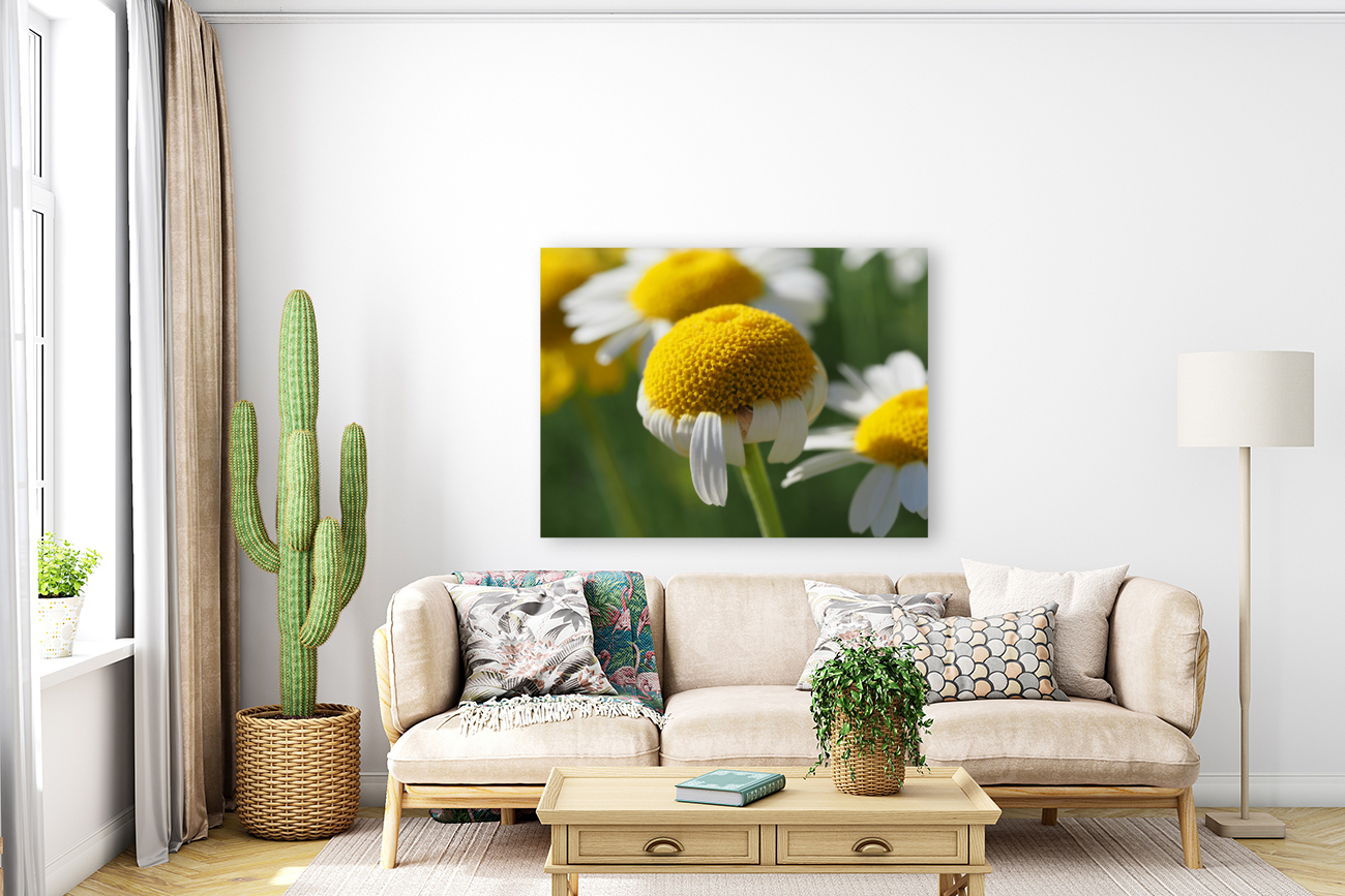 Chamomile Reproduction