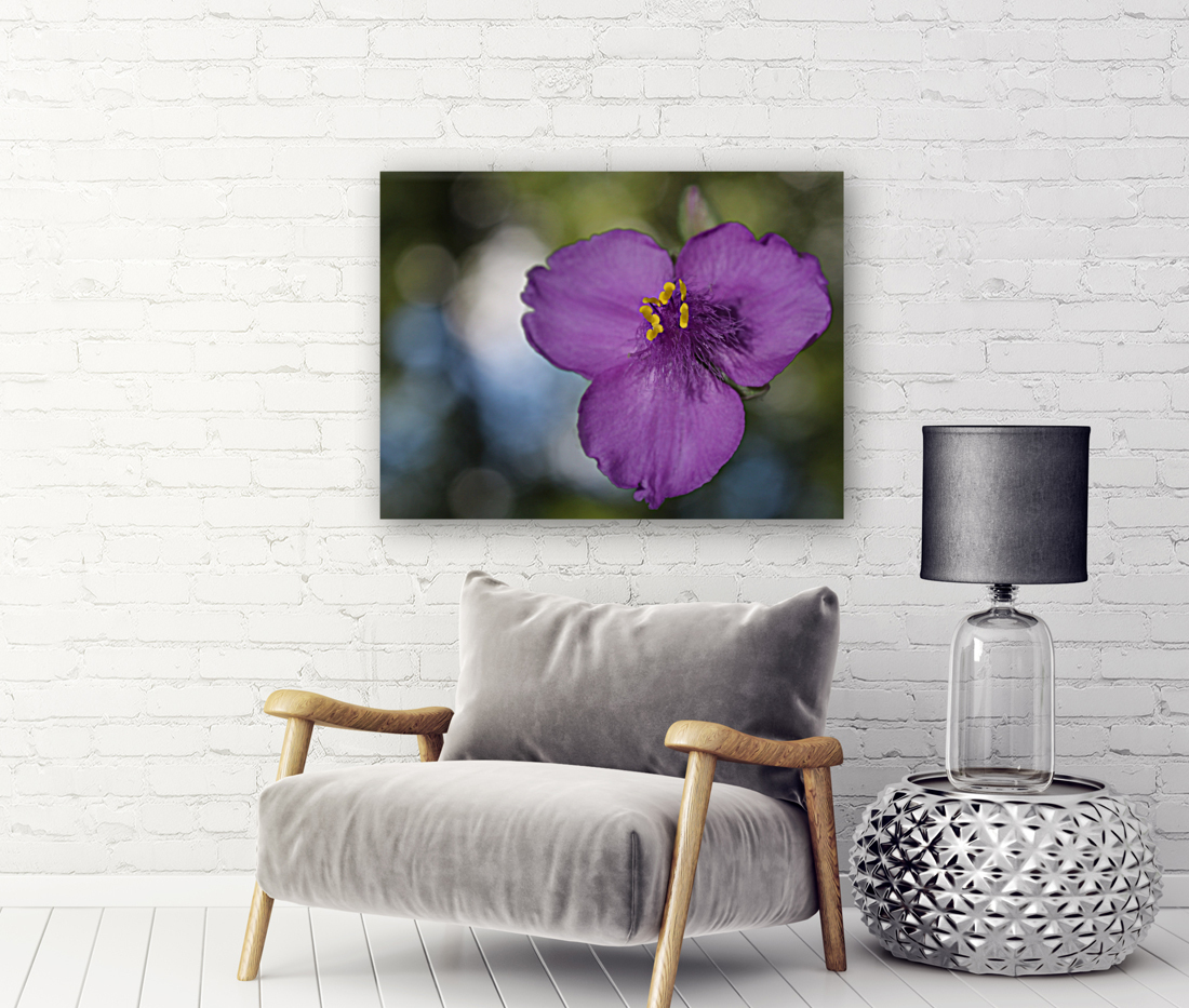 Prairie Beauty Reproduction