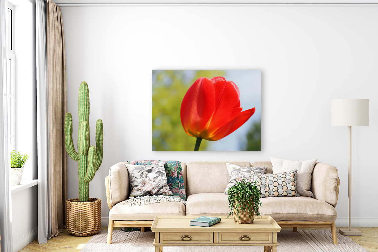 Pop of Color Reproduction