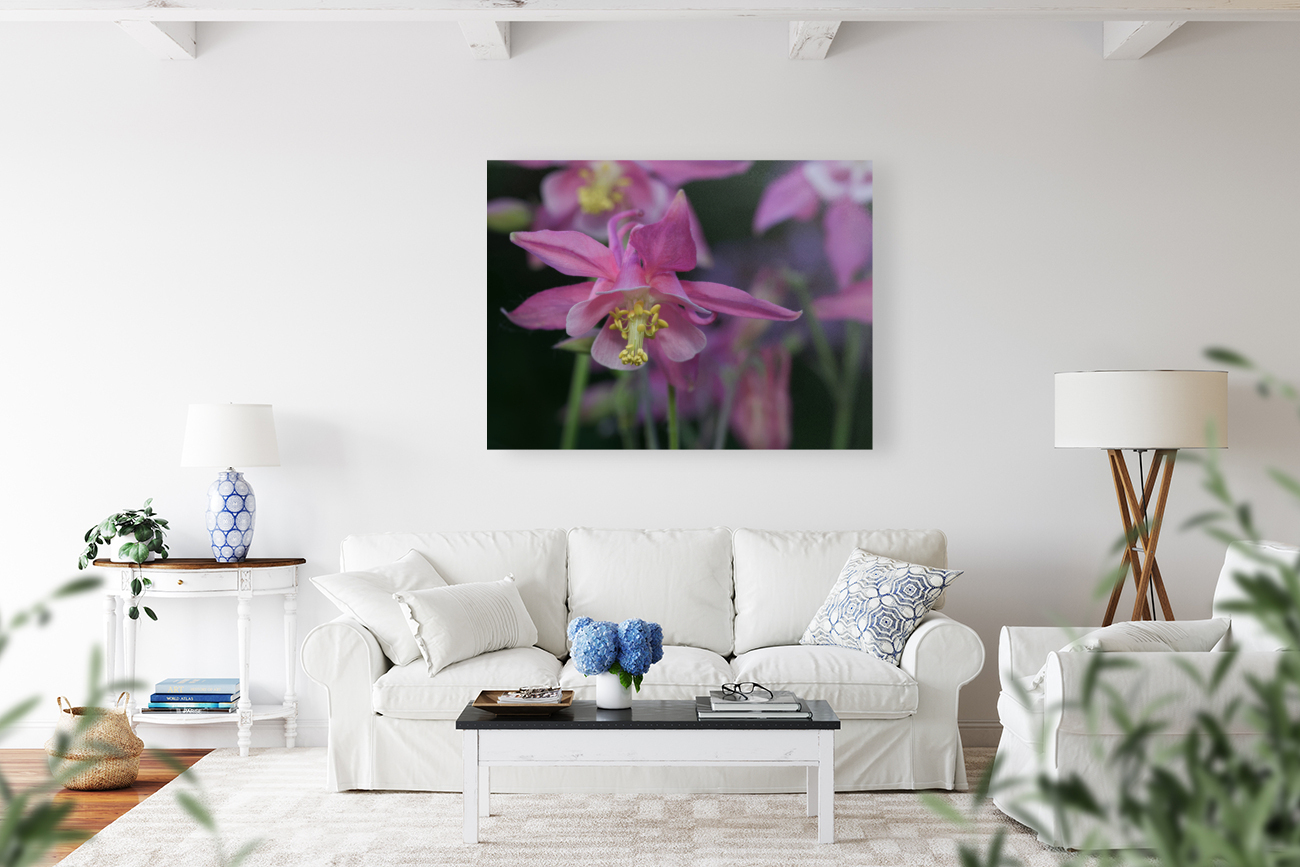 Darling Columbine Reproduction