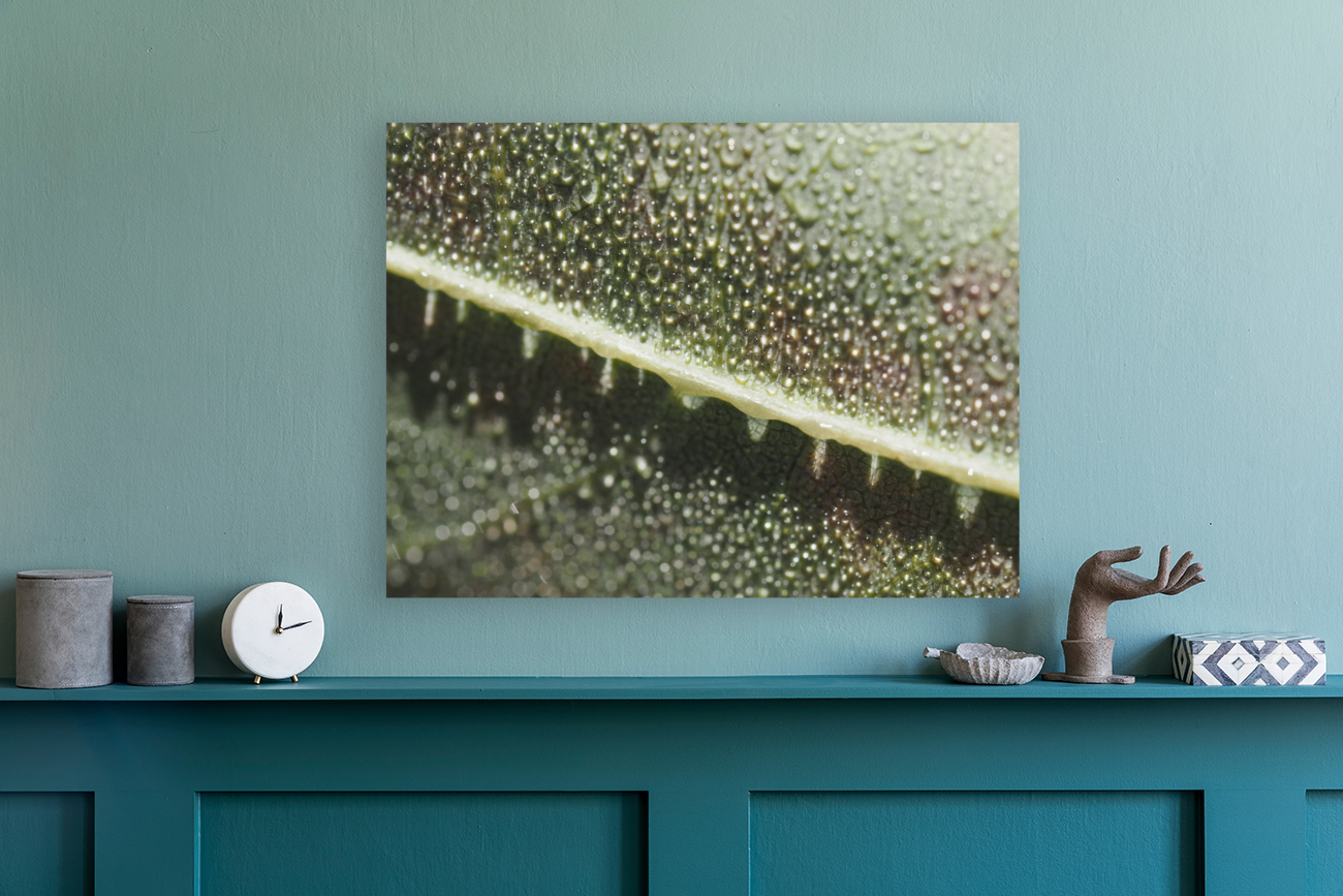 Leaf with Morning Dew Reproduction