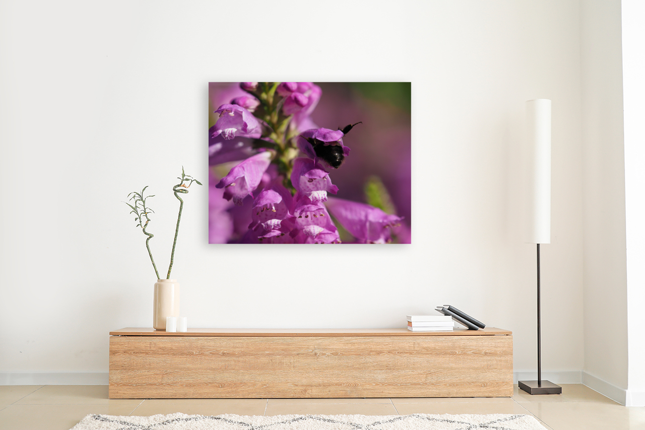 Looking for Something Reproduction