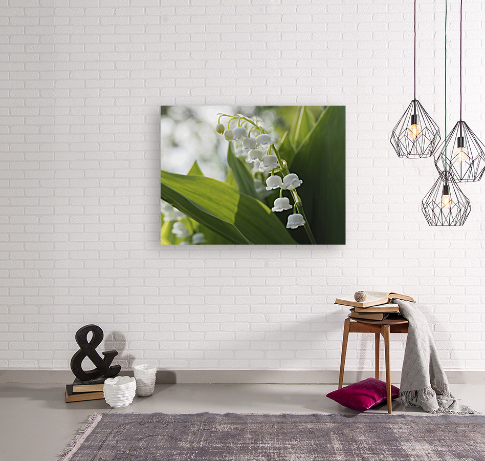 May Lilies Reproduction