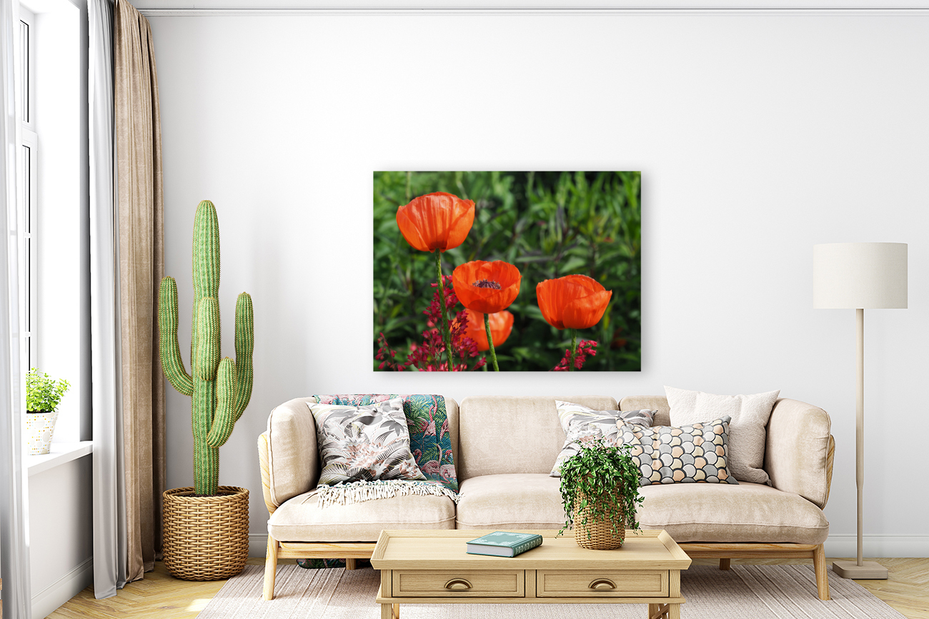 Poppies Reproduction