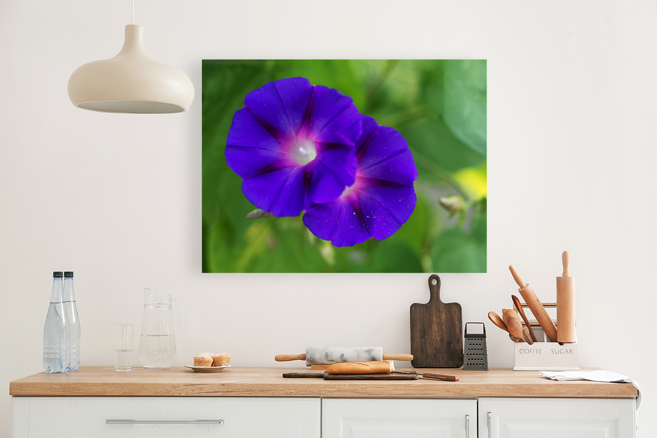 Purple Morning Glories Reproduction