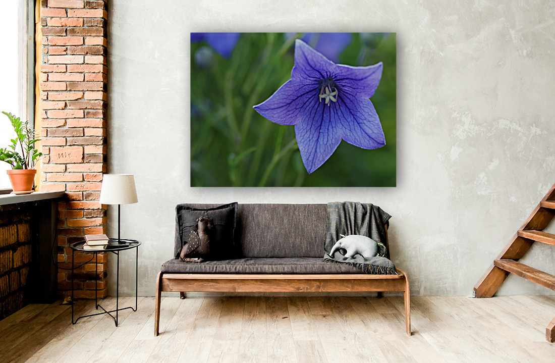Balloon Flower Reproduction