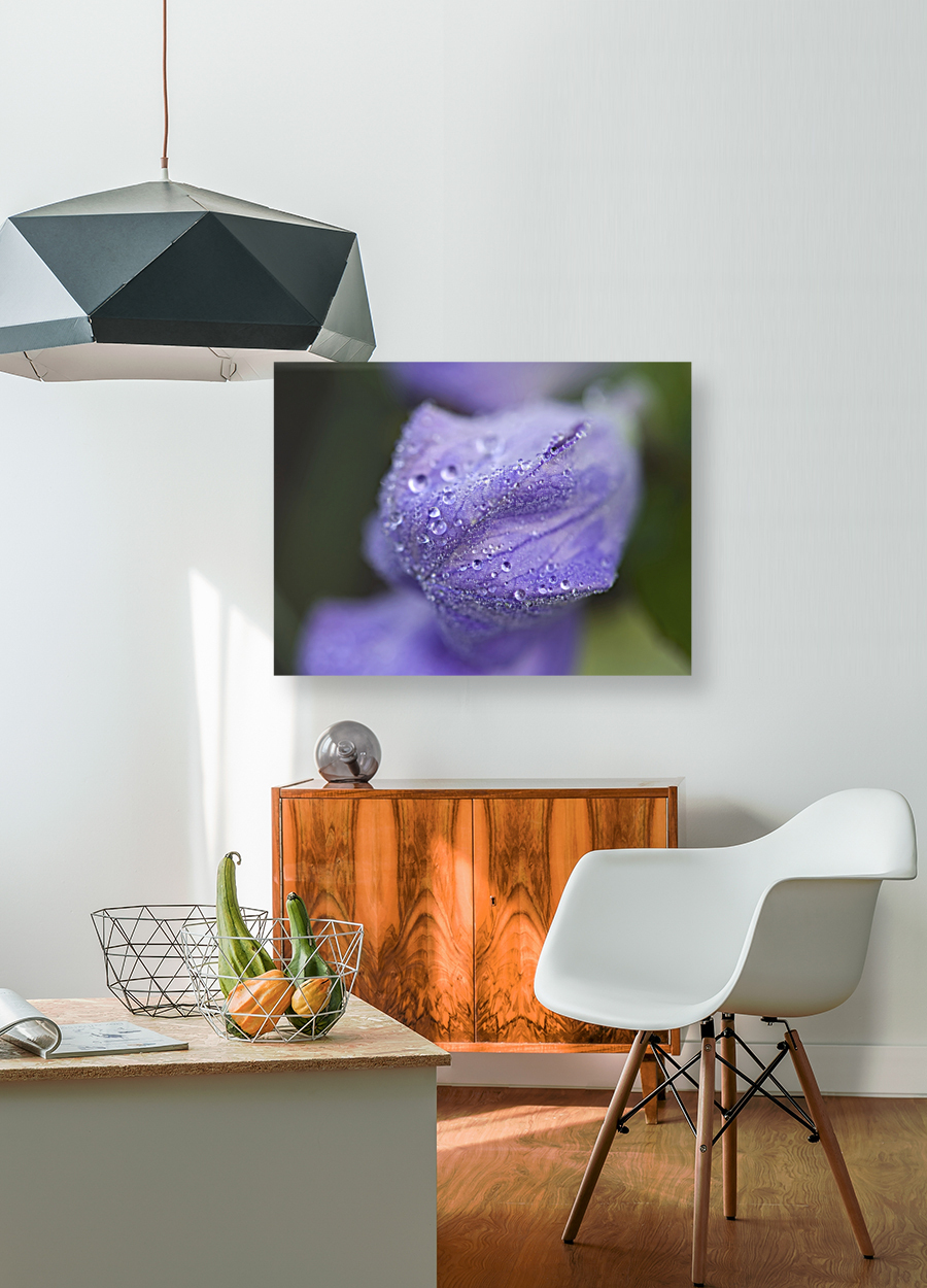 Droplets on a Bellflower Reproduction