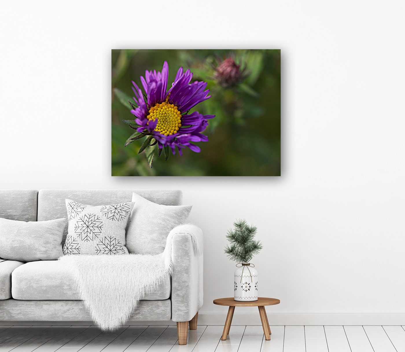 Alpine Aster Reproduction