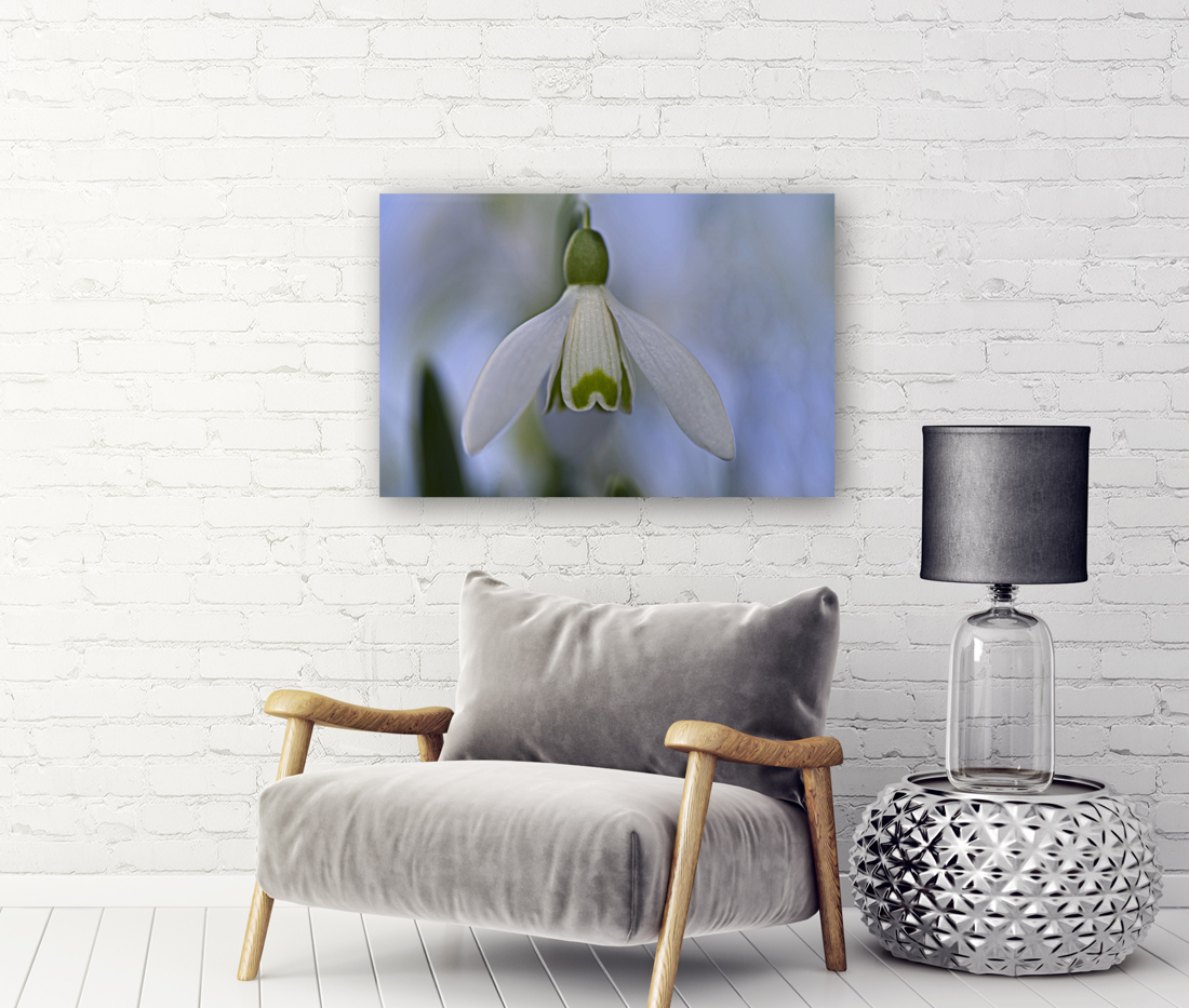 Snowdrop Bulb Reproduction