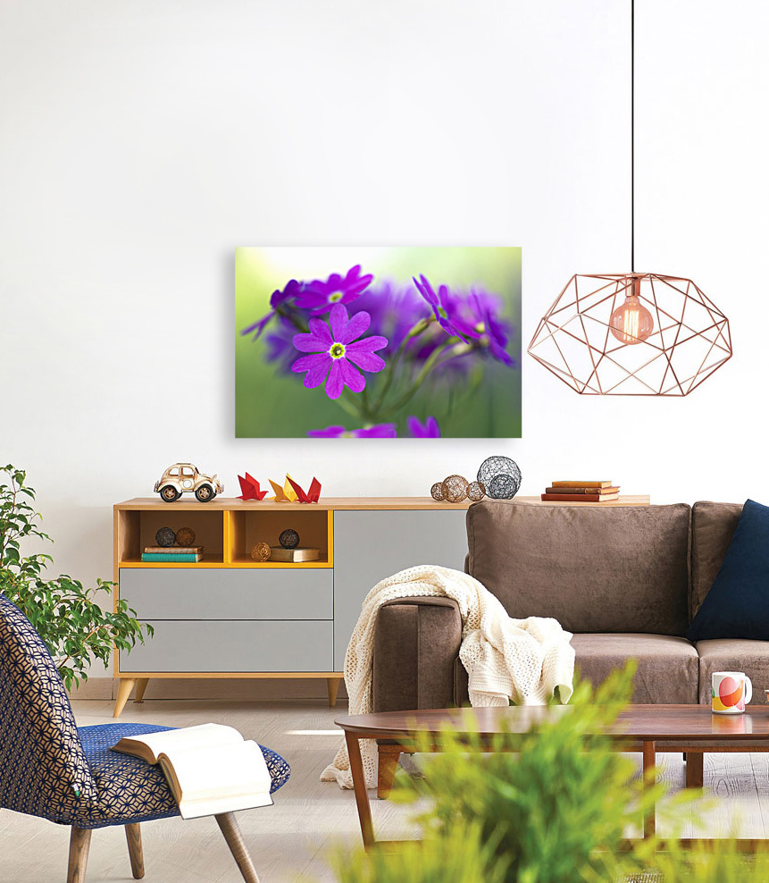 Primula Closeup Reproduction