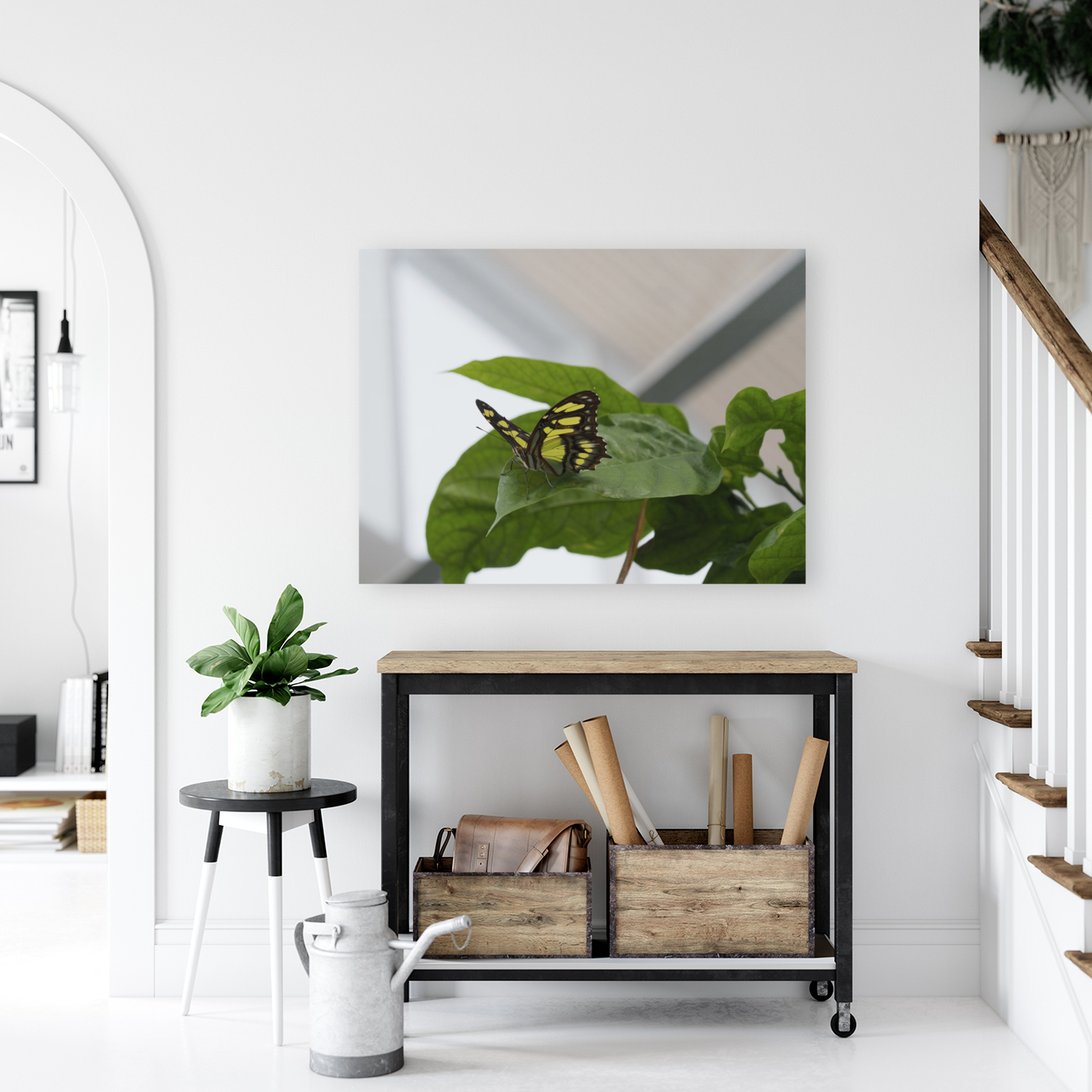 Siproeta Stelenes Reproduction