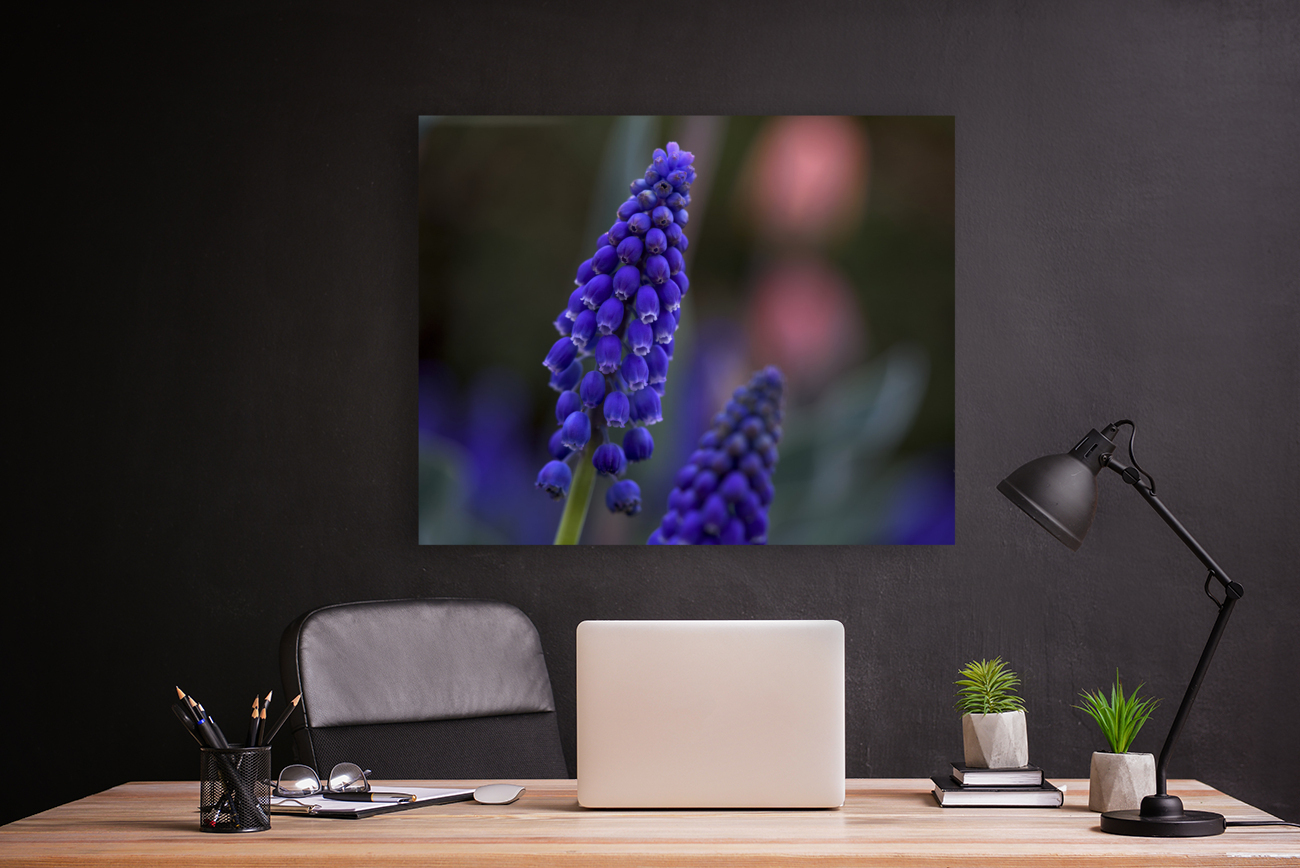 Tiny Blue Bulbs Reproduction