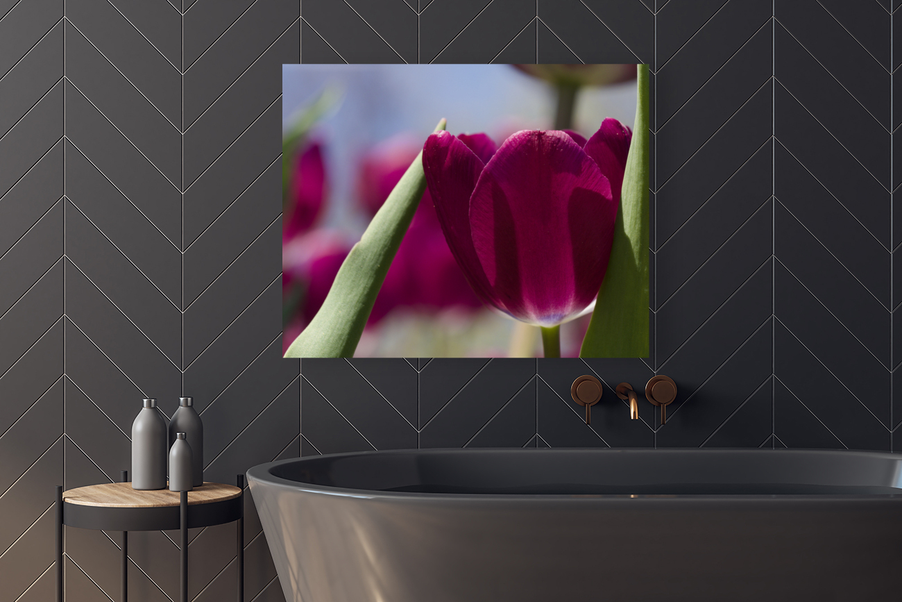 Oh Sunny Day Reproduction