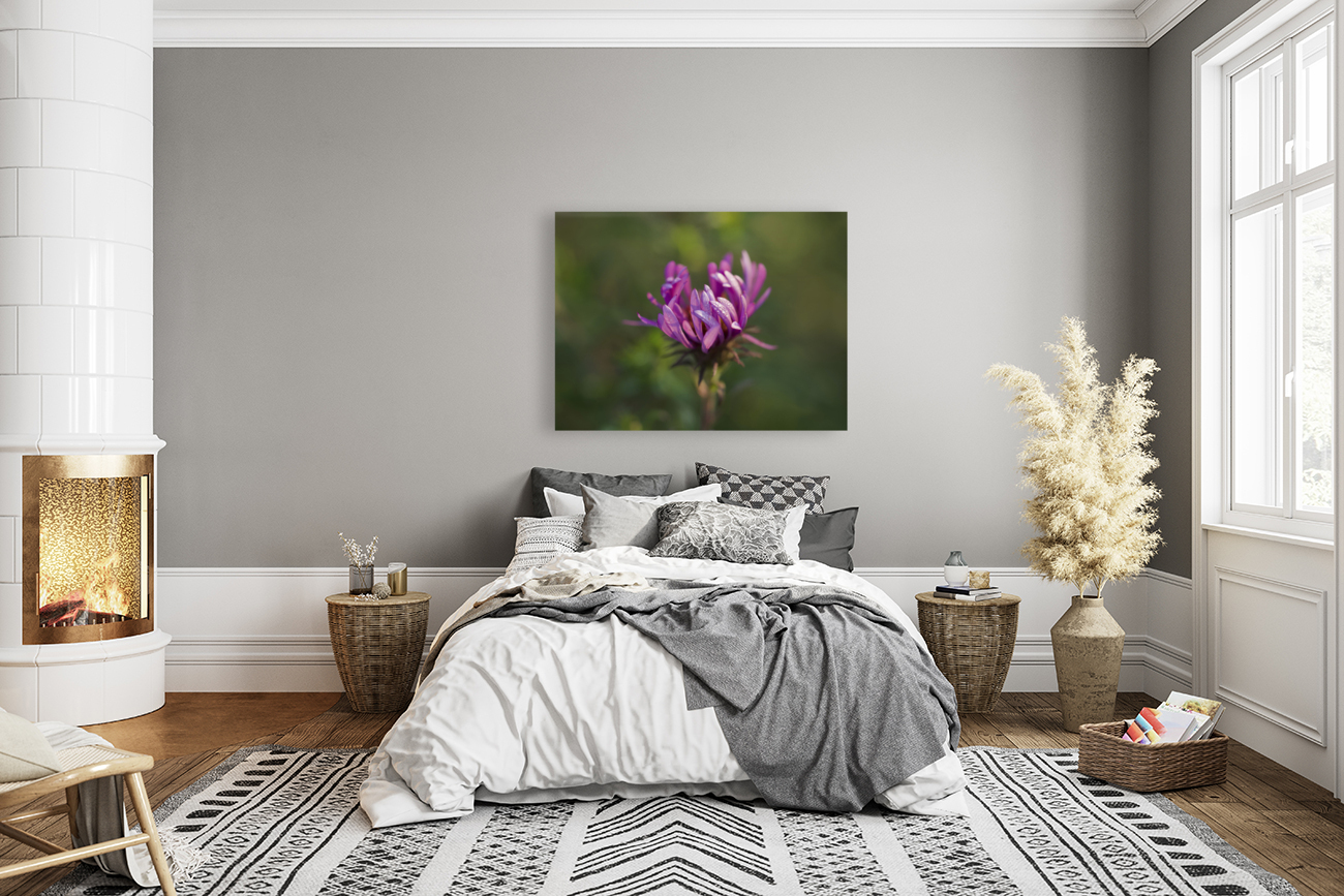 Aster in the Morning Reproduction