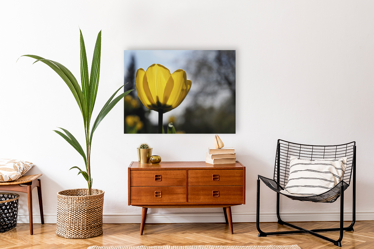 Yellow Tulip Reproduction