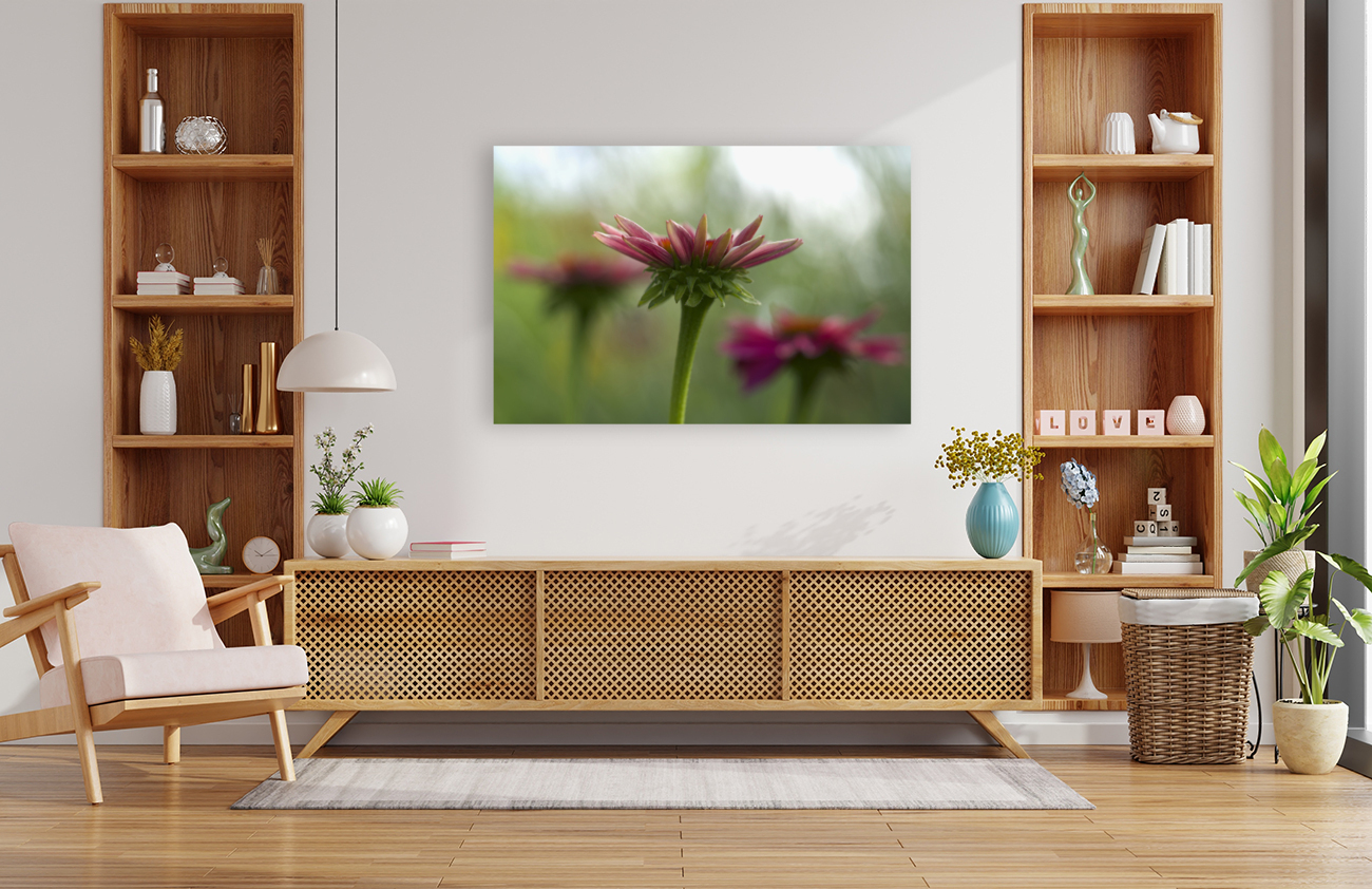 Coneflower Blooming Reproduction