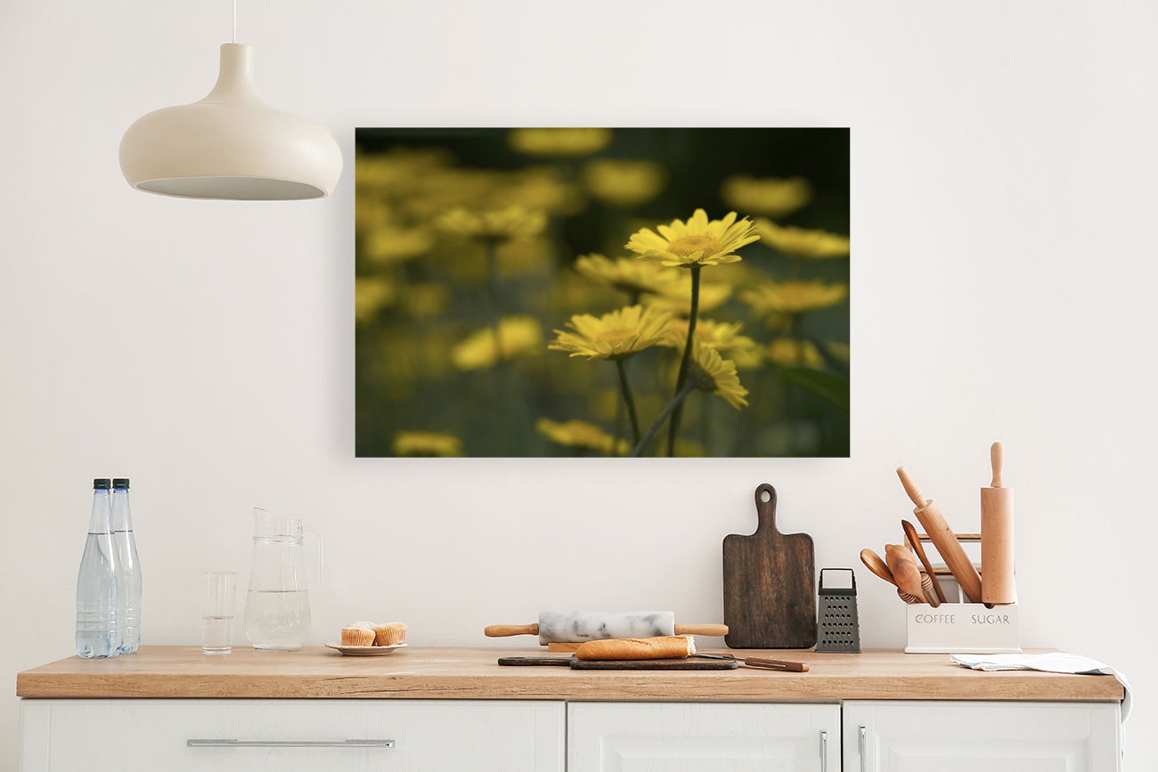 Field of Daisies Reproduction