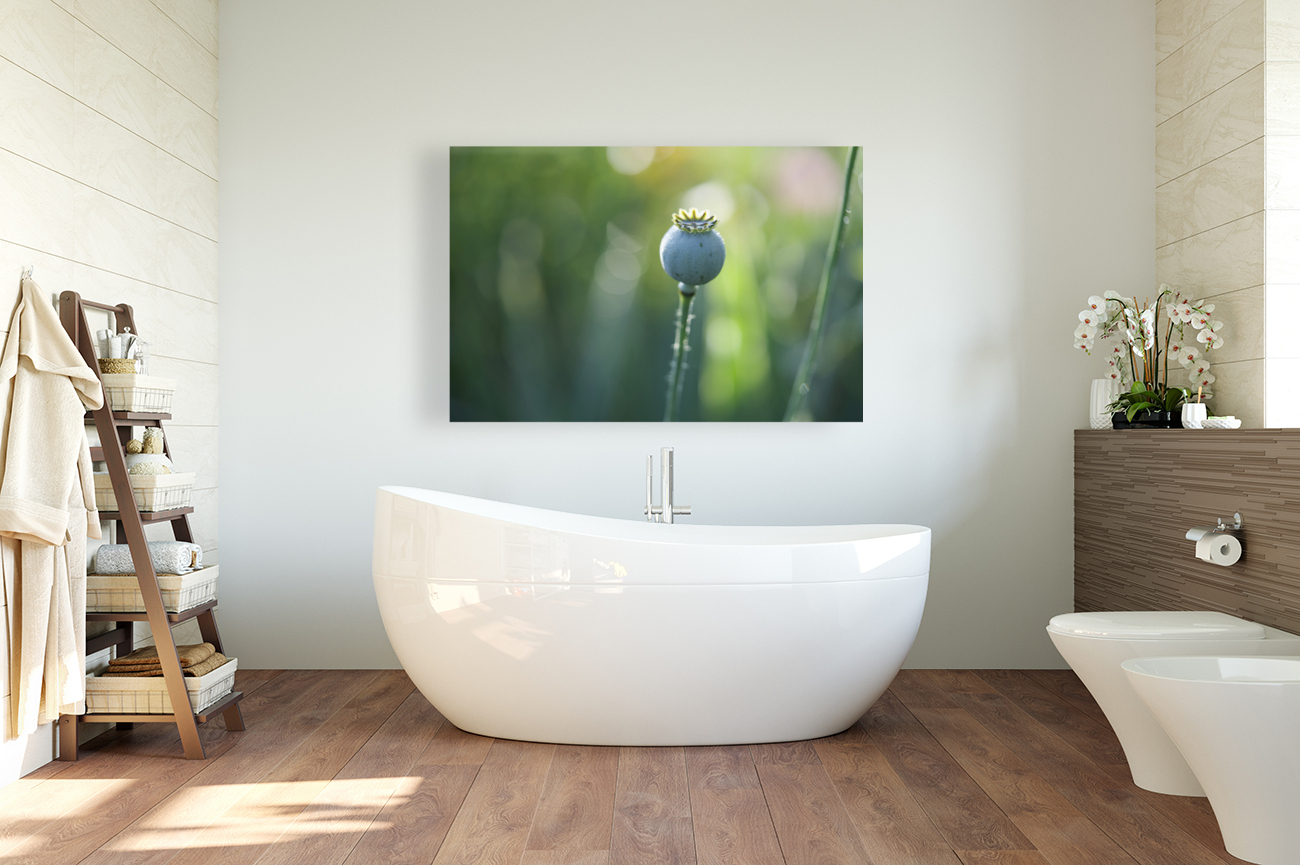 Opium Poppy Reproduction