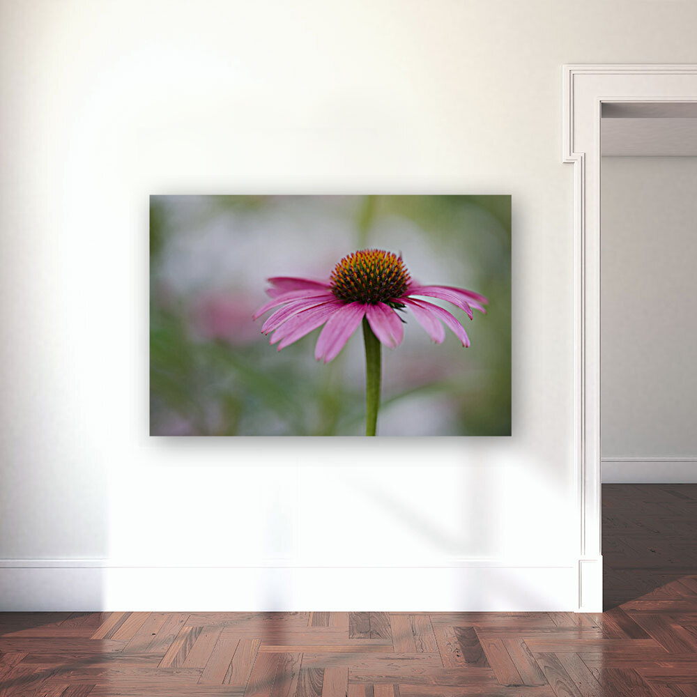 Pink Echinacea Reproduction