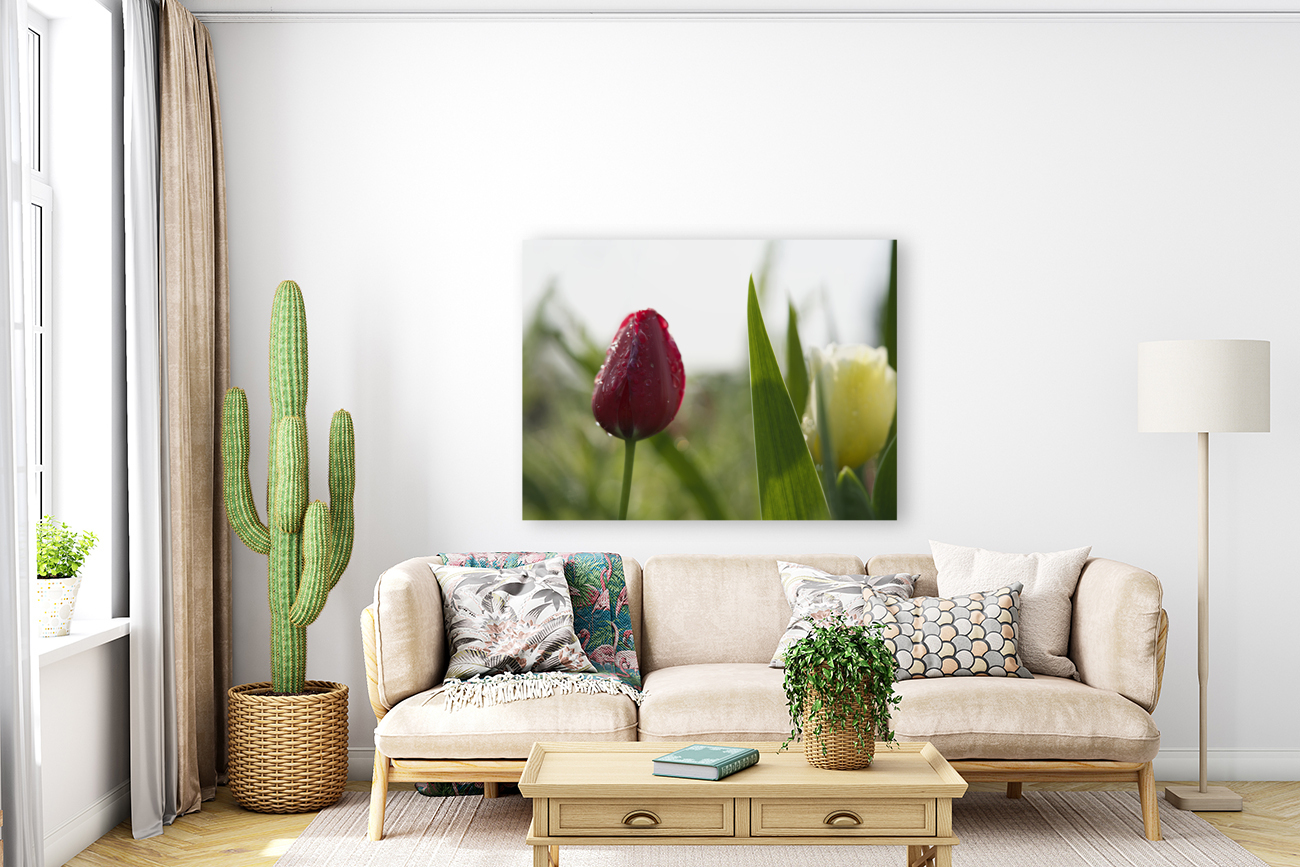 Red Beauty Reproduction