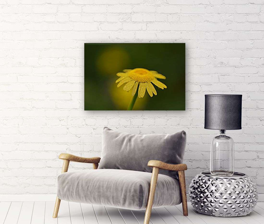 Golden One Reproduction