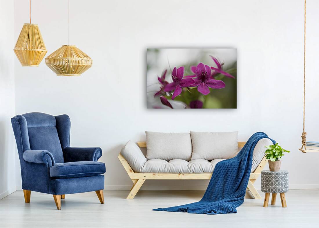 Shooting Star Reproduction