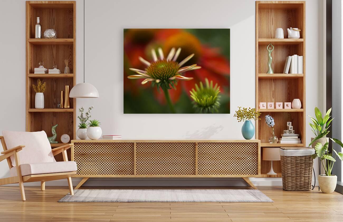 Budding Coneflowers Reproduction