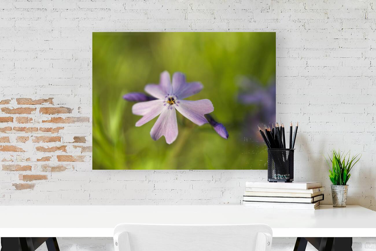 Vibrant Moss Phlox Reproduction