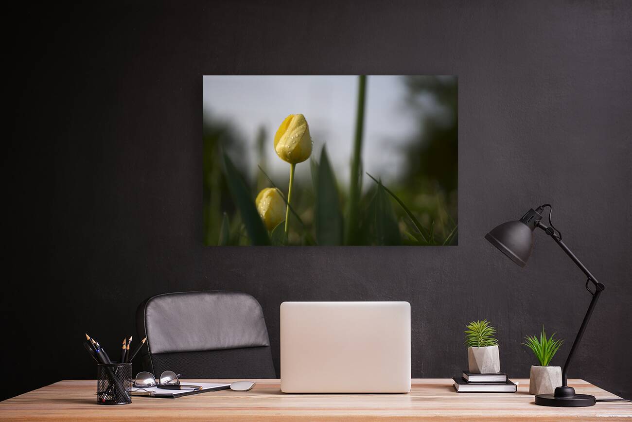 Dreamy Beauty Reproduction