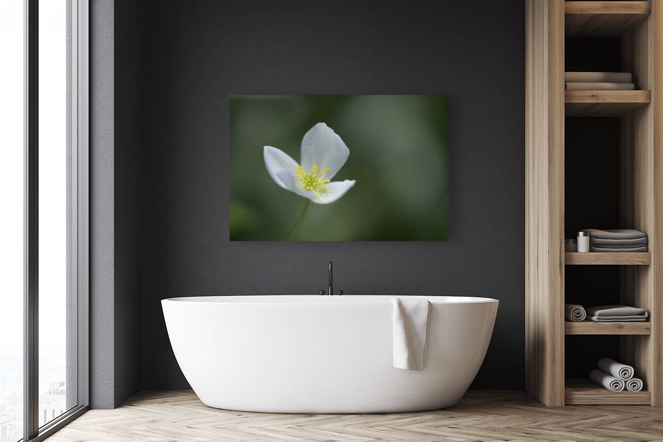 Lady in White Reproduction