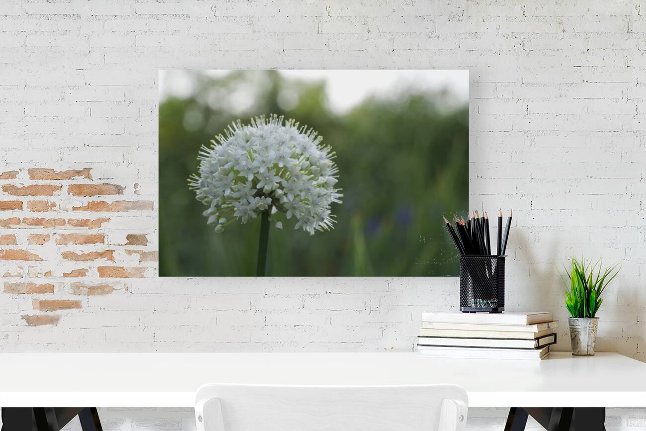 The White One Reproduction