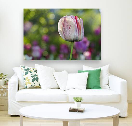 Looking Good Reproduction