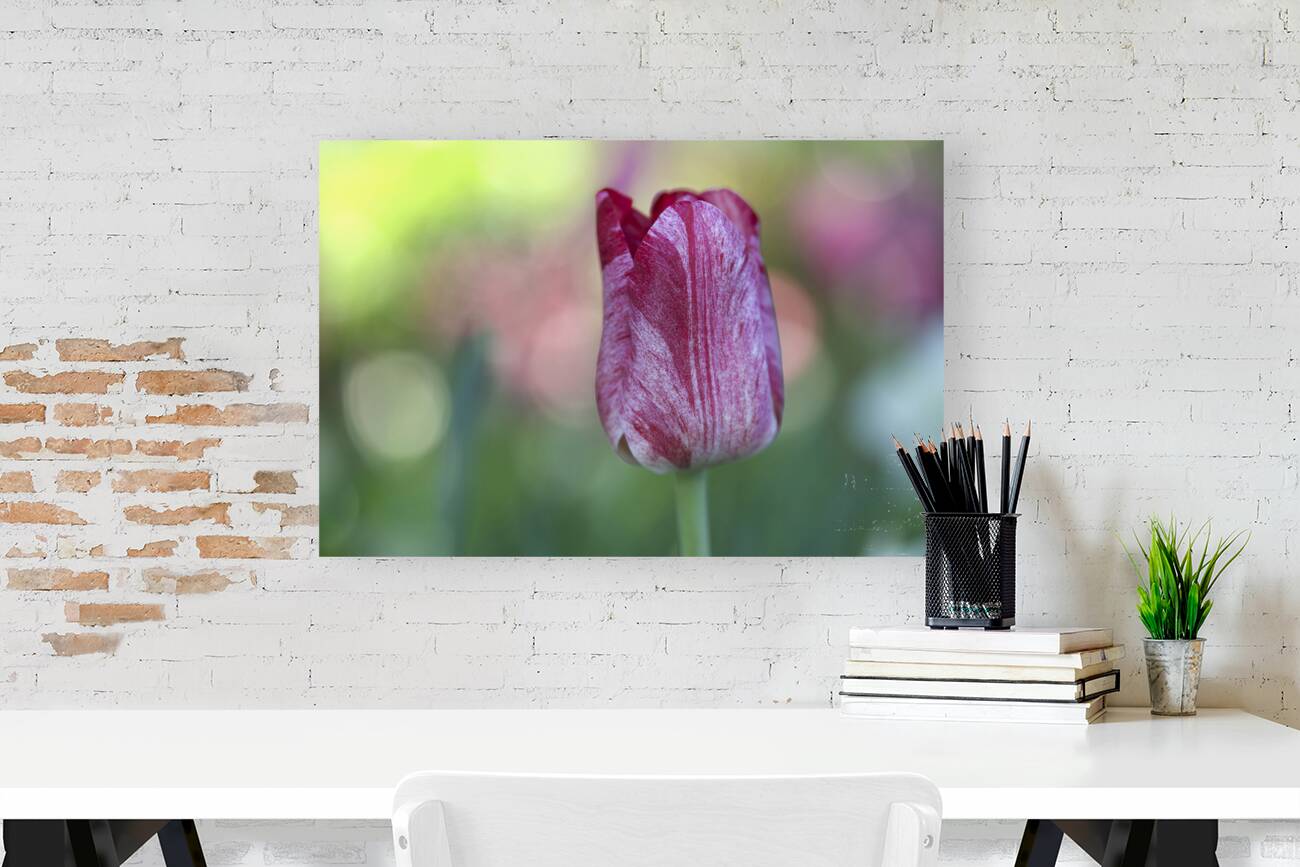 My Darling Reproduction